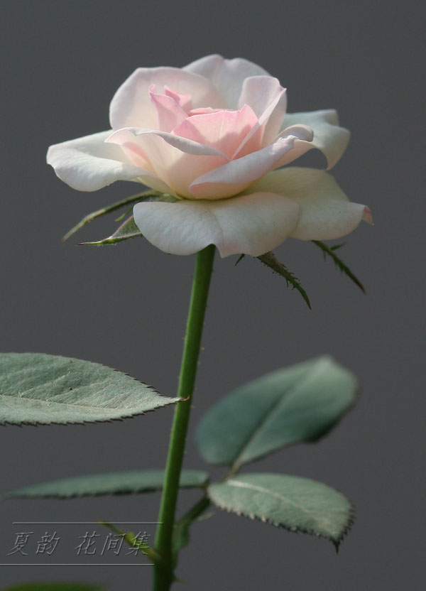 ���伯------�ҵ��¼���԰