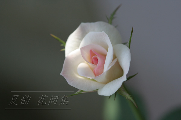 ���伯------�ҵ��¼���԰