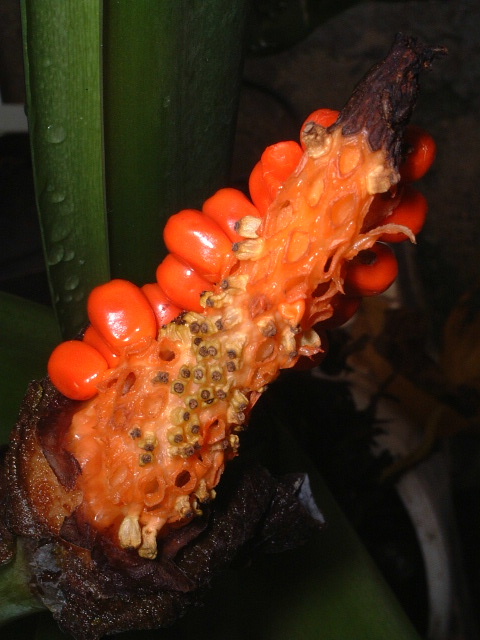 ���²�.. ���y���f...