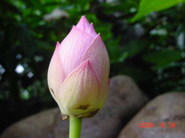 ����СԺ����P20 �����β��