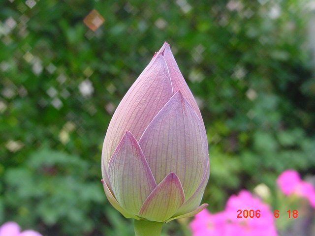 ����СԺ����P20 �����β��