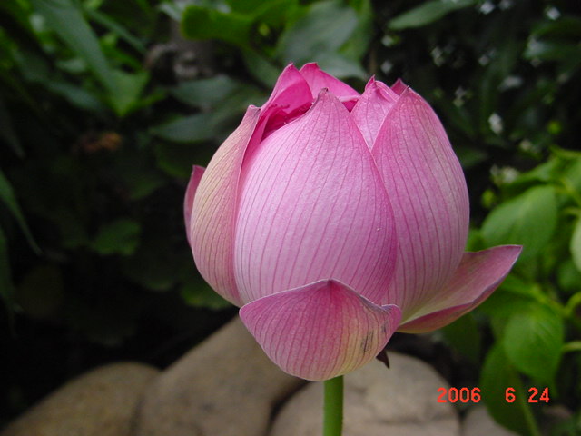 ����СԺ����P20 �����β��