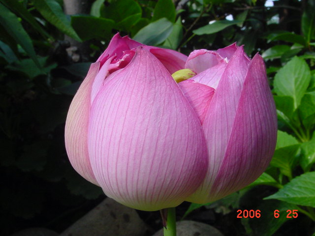 ����СԺ����P20 �����β��