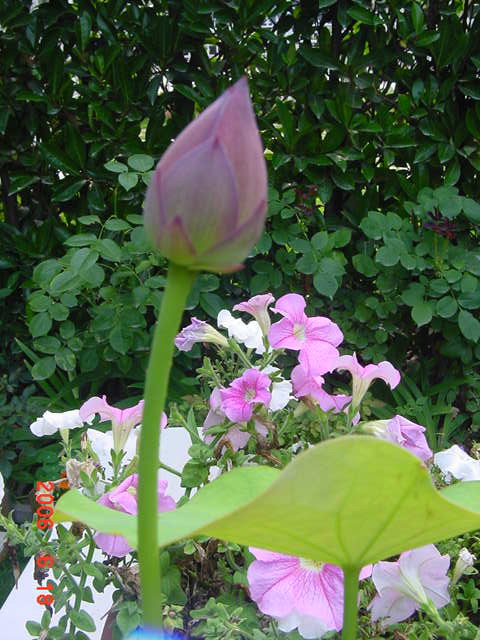 ����СԺ����P20 �����β��