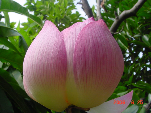 ����СԺ����P20 �����β��