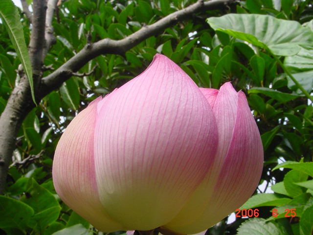 ����СԺ����P20 �����β��