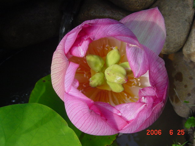 ����СԺ����P20 �����β��