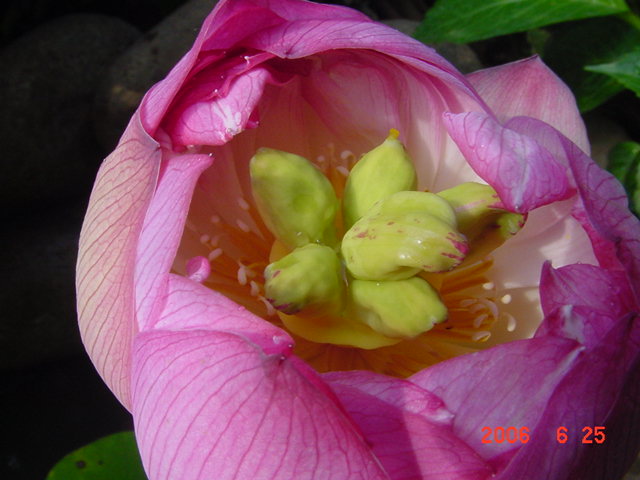 ����СԺ����P20 �����β��