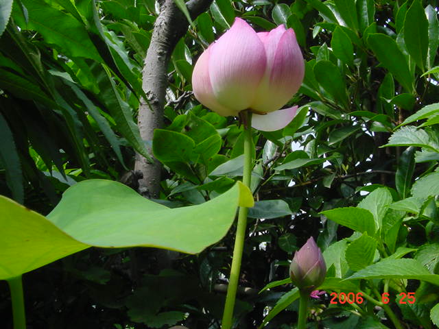 ����СԺ����P20 �����β��