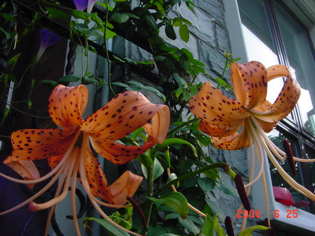 ����СԺ����P20 �����β��