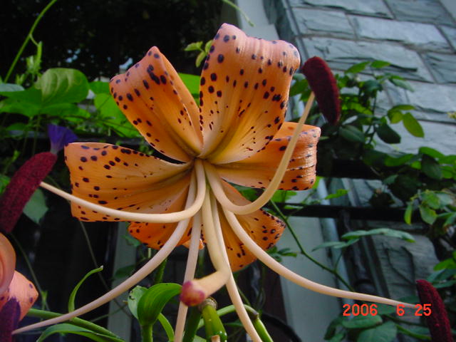 ����СԺ����P20 �����β��