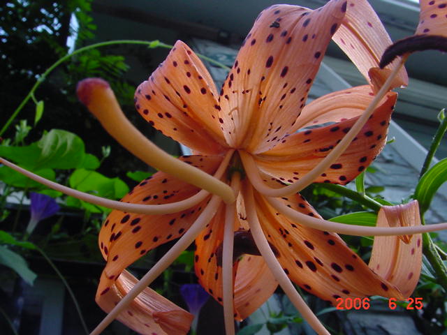 ����СԺ����P20 �����β��