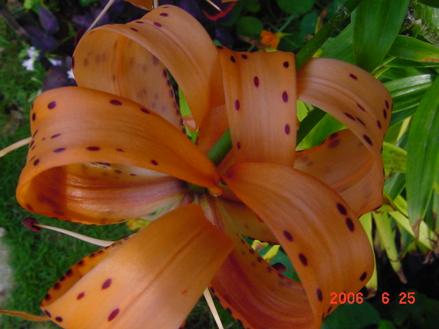 ����СԺ����P20 �����β��