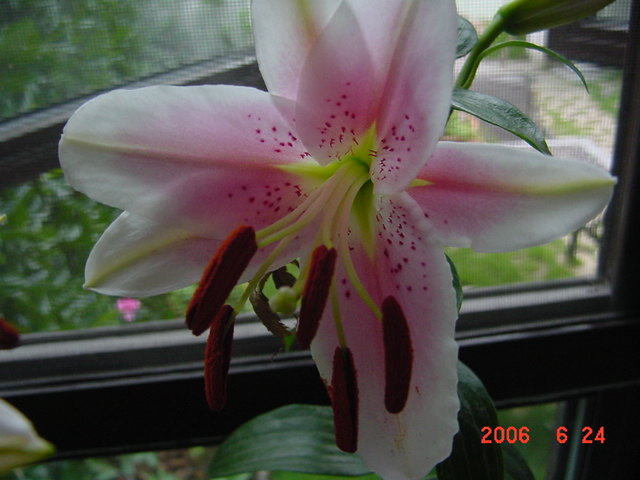 ����СԺ����P20 �����β��