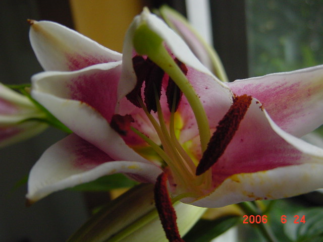 ����СԺ����P20 �����β��