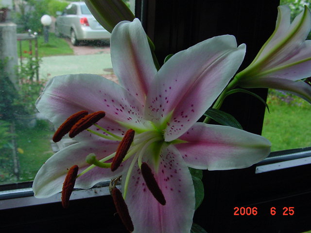 ����СԺ����P20 �����β��