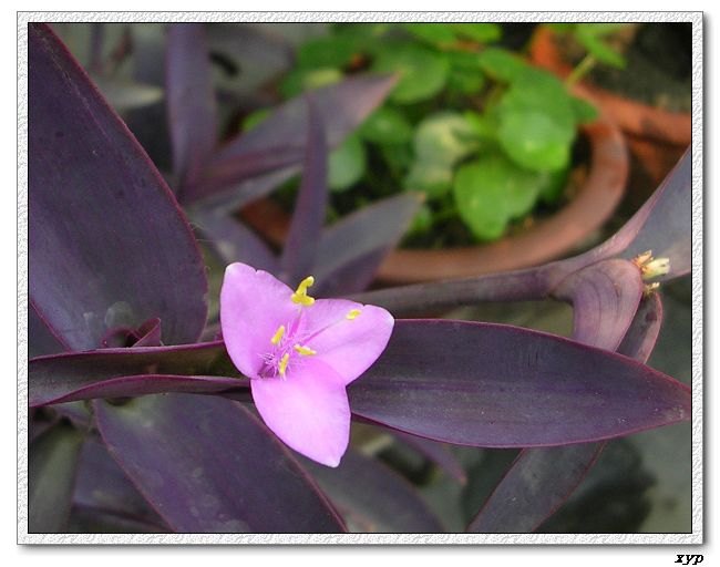 ���ڿ��Ļ�