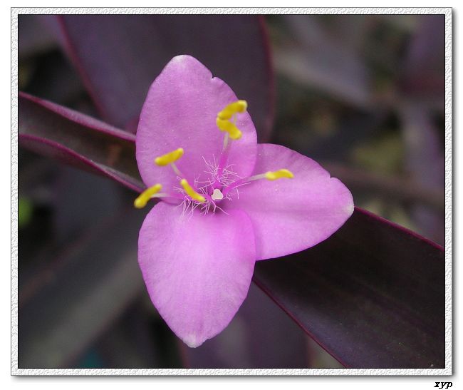 ���ڿ��Ļ�