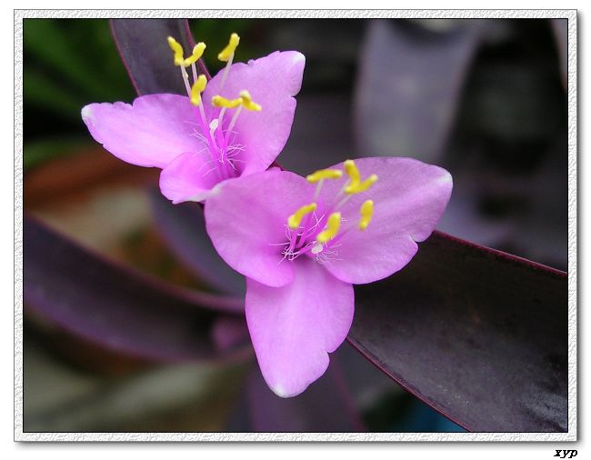 ���ڿ��Ļ�