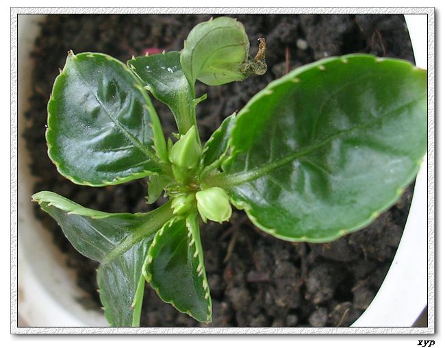 ���ڿ��Ļ�