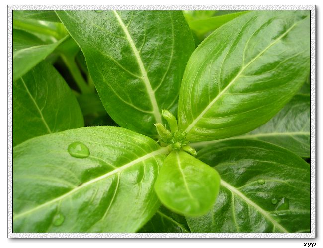 ���ڿ��Ļ�