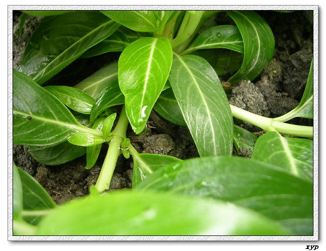 ���ڿ��Ļ�