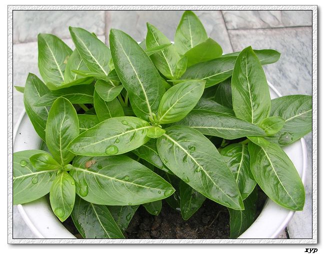 ���ڿ��Ļ�