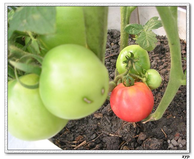 ���ֵĲ�-ެ��