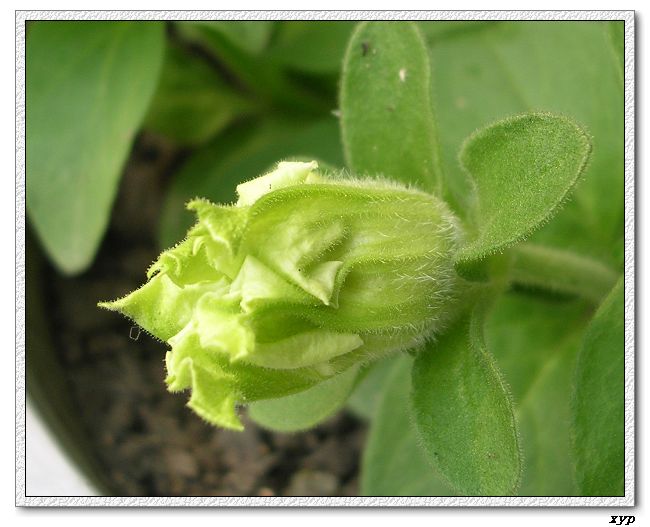 ���ڿ��Ļ�