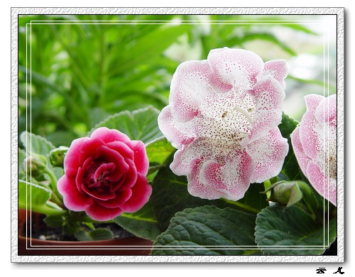 ����ͩ����