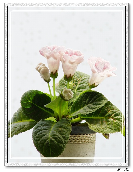 ����ͩ����