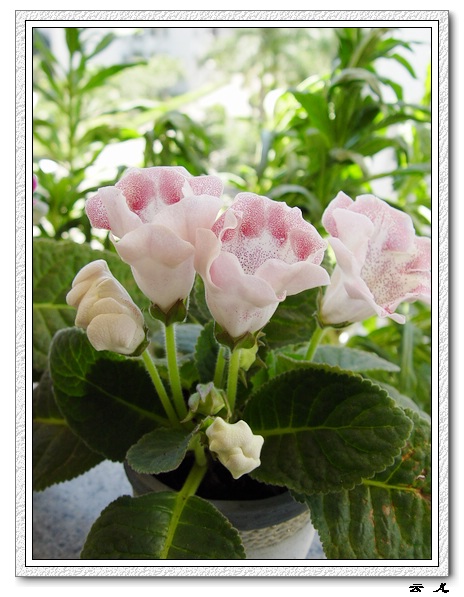 ����ͩ����