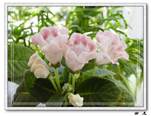 ����ͩ����