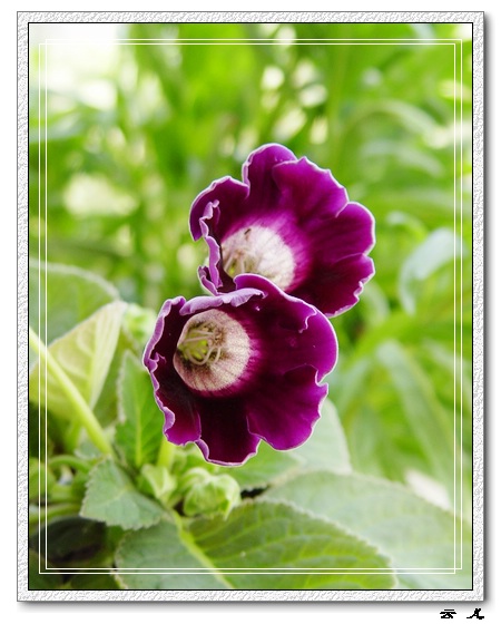 ����ͩ����