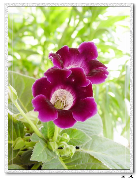 ����ͩ����