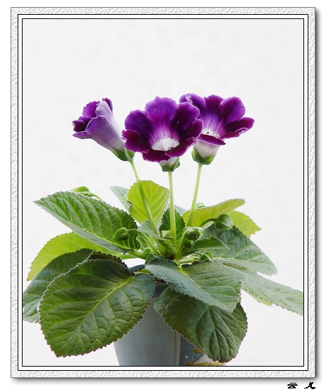 ����ͩ����