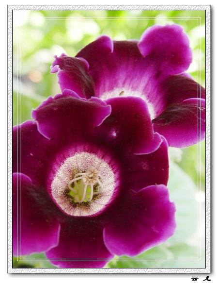 ����ͩ����