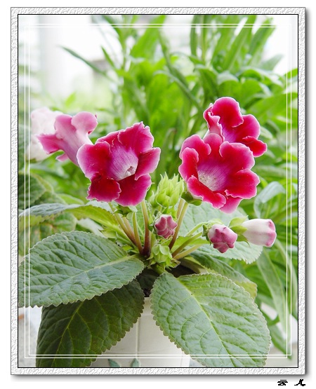 ����ͩ����