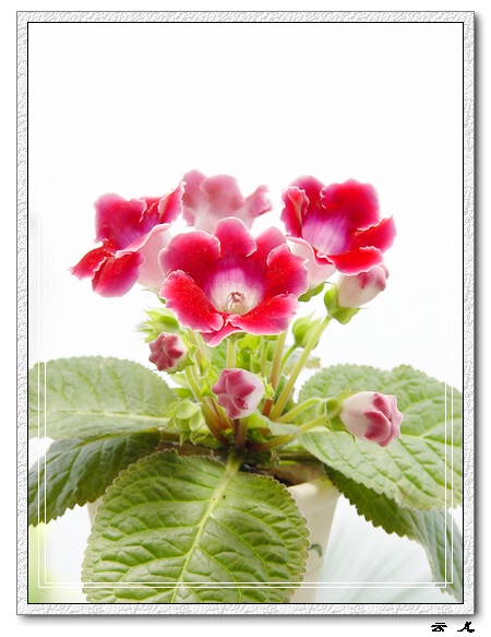 ����ͩ����