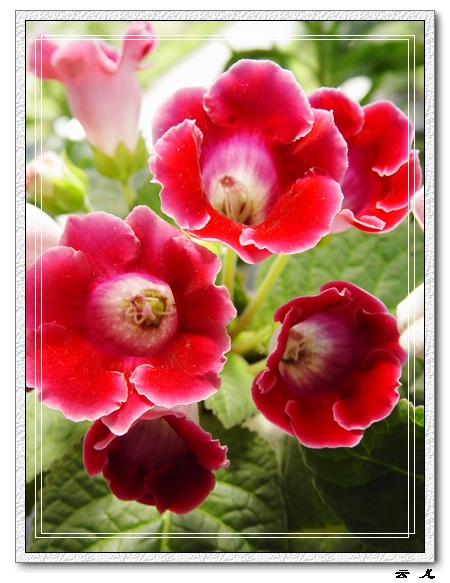 ����ͩ����