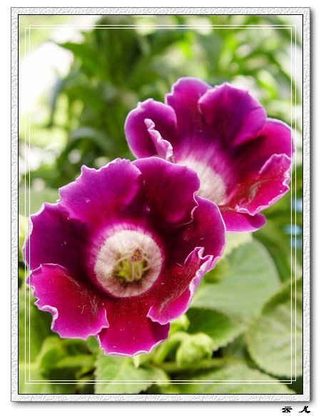 ����ͩ����