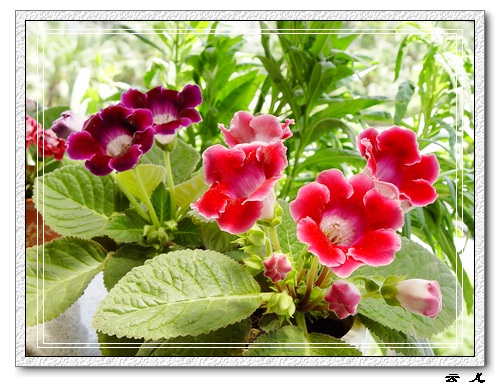 ����ͩ����