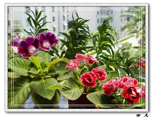 ����ͩ����