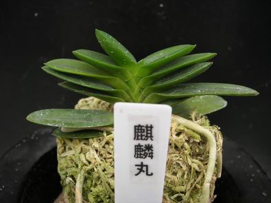 �������L�m....