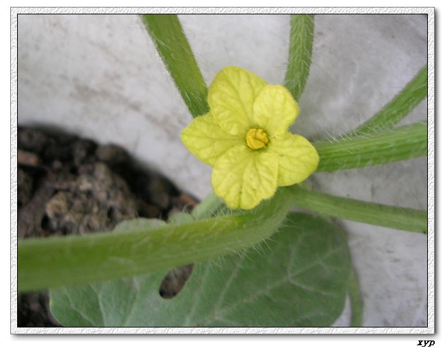 ���ֵ�����