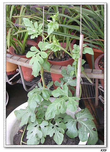 ���ֵ�����