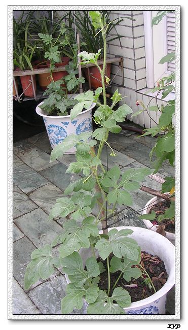 ���ֵ�����