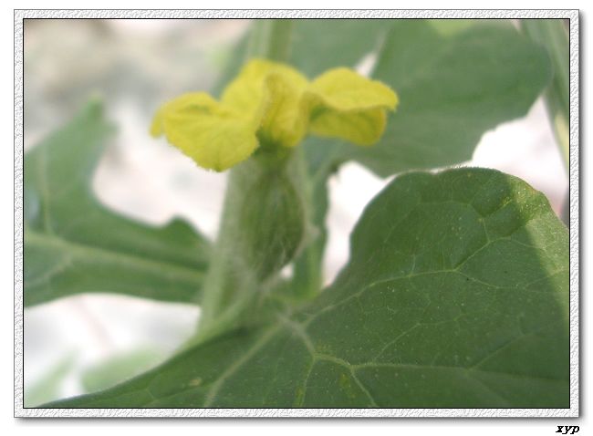 ���ֵ�����