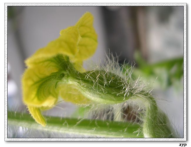 ���ֵ�����