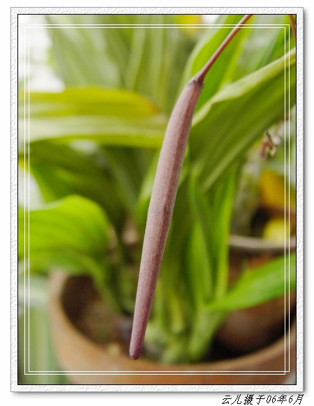 �������ֿ�